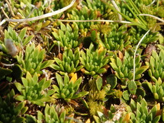 Hectorella caespitosa