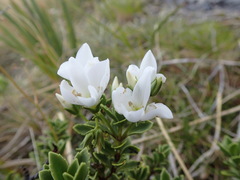 Veronica macrantha