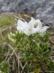 Veronica macrantha