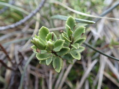 Veronica macrantha