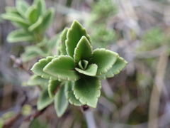 Veronica macrantha
