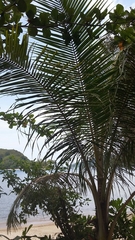 Archontophoenix cunninghamiana