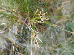 Marsippospermum gracile