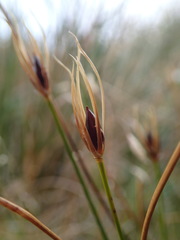Marsippospermum gracile