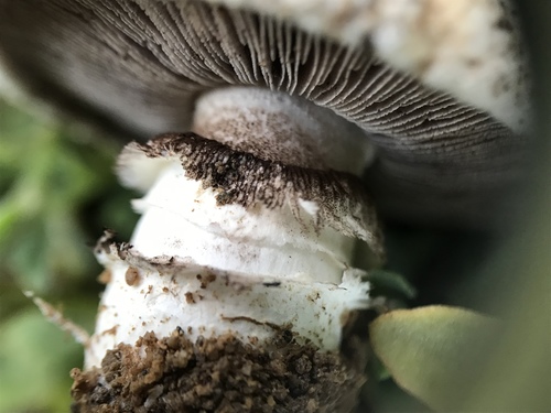 Pavement Mushroom