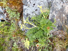 Anisotome pilifera