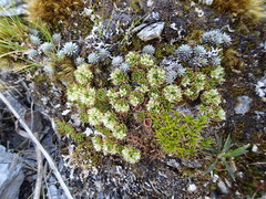 Hectorella caespitosa