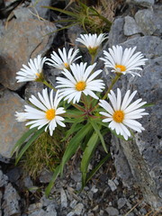 Dolichoglottis scorzoneroides