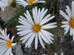 Dolichoglottis scorzoneroides