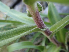 Dolichoglottis scorzoneroides