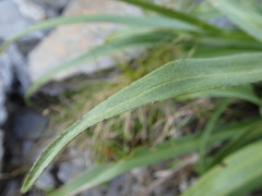 Dolichoglottis scorzoneroides