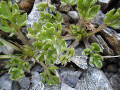 Ranunculus sericophyllus