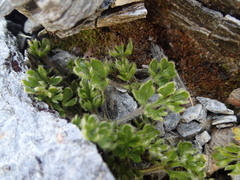 Ranunculus sericophyllus