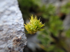 Ranunculus sericophyllus