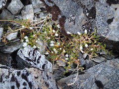 Montia sessiliflora