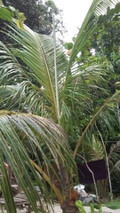 Archontophoenix cunninghamiana
