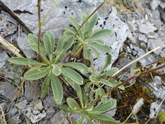 Celmisia durietzii