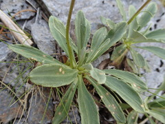 Celmisia durietzii