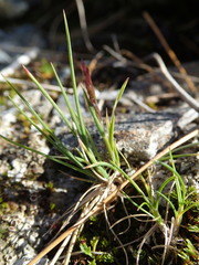 Agrostis muelleriana