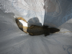 Crocodylia