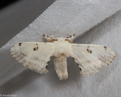 Penicillifera apicalis