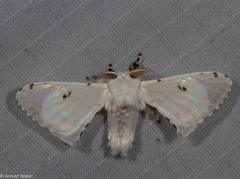 Penicillifera apicalis