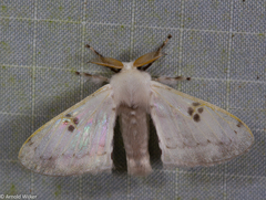 Penicillifera apicalis