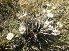 Celmisia armstrongii