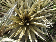 Celmisia armstrongii