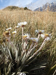 Celmisia armstrongii