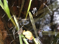 Culiseta incidens
