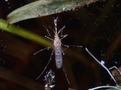 Culiseta incidens