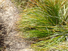 Schoenus pauciflorus