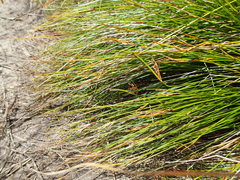 Schoenus pauciflorus