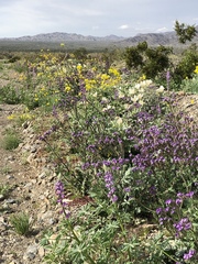 Lupinus arizonicus