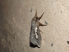 Abantiades argentata