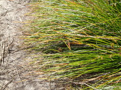 Schoenus pauciflorus