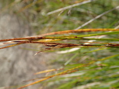 Schoenus pauciflorus