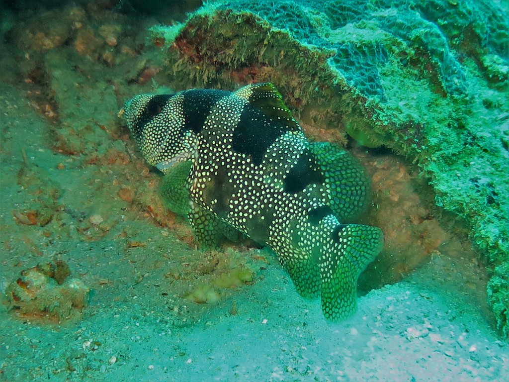 Multispotted Soapfish from Sabang, ID-AC, ID on March 20, 2016 at 10:21 ...