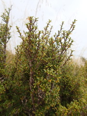 Coprosma fowerakeri