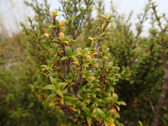 Coprosma fowerakeri