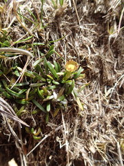 Abrotanella linearis