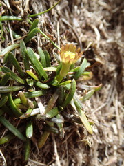 Abrotanella linearis