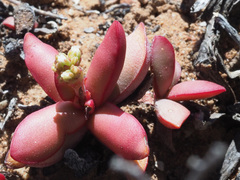 Crassula clavata