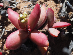 Crassula clavata