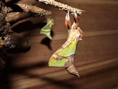 Aenetus tindalei