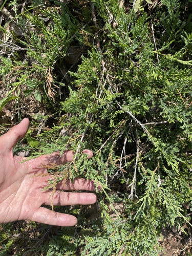 Fassett's juniper (Juniperus ×)