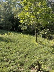 Juniperus × ambigens, photograph Brandon Corder, CC BY, iNaturalist via GBIF