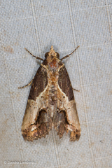 Stictopterinae
