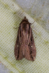 Stictopterinae